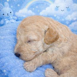 Marshmallow - Gold male Shihpoo puppy in Hertford, North Carolina from Heaven Sent Shihpoo's