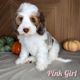 Pink Girl - Chocolate merle female Bernedoodle puppy in Modesto, California from Two Doods Doodles