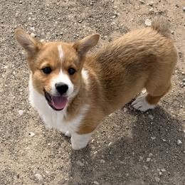 Chet Holmgren - Sable male Pembroke Welsh Corgi puppy in Morrison, Oklahoma from Laird Farms