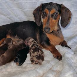 Mallorie - Dachshund