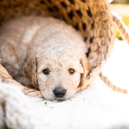 Goldendoodle Puppies from King Family Doodles