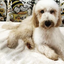 Boy 1 - Parti Goldendoodle puppy in New Bern, North Carolina from Oodles of Doodles