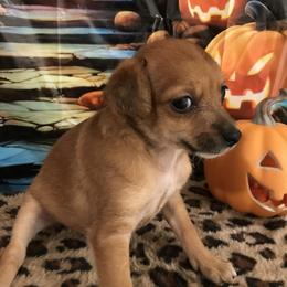 Boy 2 - male Chihuahua puppy in Mesa, Arizona from Sun Valley Chihuahuas & Malinois
