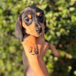 Black and tan red collar girl - Black and tan female Dachshund puppy in Lemon Grove, California from GMZ Doxies SD