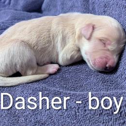 Boy 6 - male Golden Retriever puppy in Pamplin, Virginia from Hope & Joy Acres