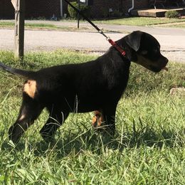 Red collar male - Black and mahogany male Rottweiler puppy in Hermitage, Tennessee from Morris Rottweilers