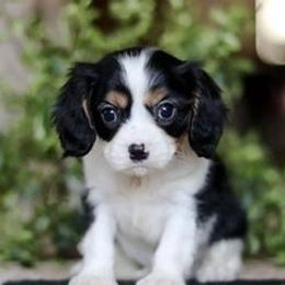 Lyric - Tri-color female Cavalier King Charles Spaniel puppy in West Sacramento, California from Autumn Nightz Cavaliers