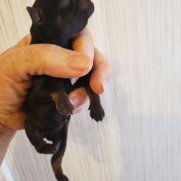 Tera - Black and tan female Brussels Griffon puppy in Nc, Florida from Brusseluv2