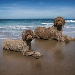 Sage - Goldendoodle