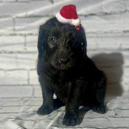 Dasher - Black male Labradoodle puppy in Monticello, Georgia from Daylin’s Doodles & Labradors