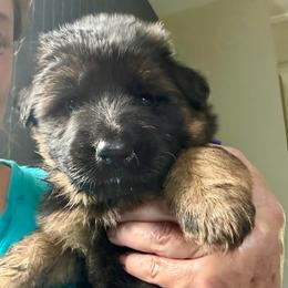 Iris (purple ribbon) - Black and red female German Shepherd puppy in Purcellville, Virginia from Starry Night German Shepherd Dogs