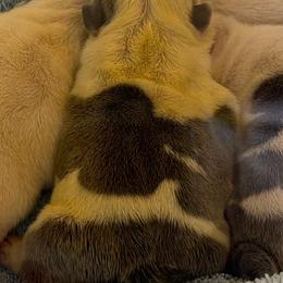 Honey - Red and white female Bulldog puppy in Aiken, South Carolina from Hayzlett Family English Bulldogs