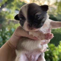 Pekingese Puppies from Northridge Pekingese