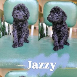 Jazzy - Black female Goldendoodle puppy in Wagener, South Carolina from Noble Friend Breeders LLC