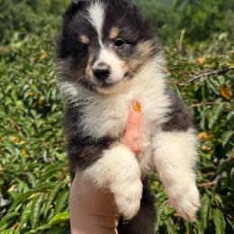 Tri female 2 - Black white and tan female Shetland Sheepdog puppy in Middleburgh, New York from StoneyAcre
