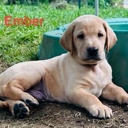 Ember - Yellow male Labrador Retriever puppy in Rock Hill, South Carolina from North Star Retrievers
