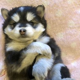 Pomsky and Siberian Husky Puppies from Cold Mountain Kennel