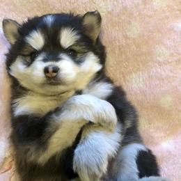 Pomsky and Siberian Husky Puppies from Cold Mountain Kennel