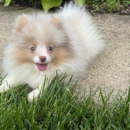 Atlas - Lavender male Pomeranian puppy in Newark, Ohio from Keeperofstars Pomeranians