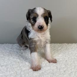 Elsa - Blue merle female Aussiedoodle puppy in Adams, Nebraska from Boxcar Doodles and Poodles