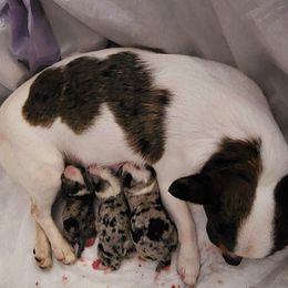 Chihuahua puppies from King's Country Style Kennels