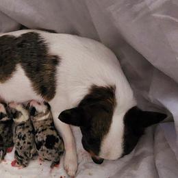Chihuahua puppies from King's Country Style Kennels