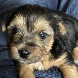 Yorkshire Terriers from Tasha's Yorkies