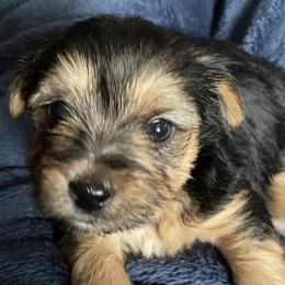 Yorkshire Terriers from Tasha's Yorkies