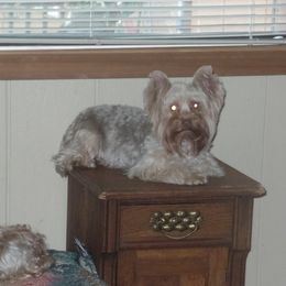 Goergie - Yorkshire Terrier