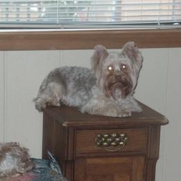 Goergie - Yorkshire Terrier