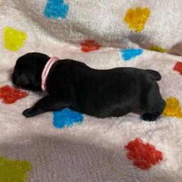 Pink Collar N - Black female Cane Corso puppy in Paris, Texas from Knucklehead Cane Corso