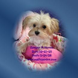 Sawyer is a sweet tiny Morkie Male.  He will come with CKC papers, a one year health guarantee all shots and started on potty pad training. - male Morkie puppy in Silverhill, Alabama from Malteseuluv’s Tiny Treasurers