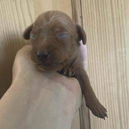 Raphael - Stag red male Miniature Pinscher puppy in Lancaster, Missouri from White Stone Ranch