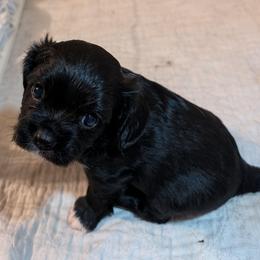 Cash - Black and white male Cavalier King Charles Spaniel puppy in Stilwell, Oklahoma from Love Bug Cavaliers