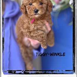 Bernedoodle, Cavapoo, Goldendoodle, and Poodle Puppies from Gypsi Doodles & Poodles
