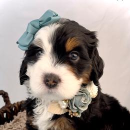 Bernedoodle, Cavapoo, and Goldendoodle Puppies from Blackberry Farm Puppies