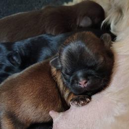 Abraham - Abe - Tricolor male Shih Tzu puppy in Palmyra, New York from Karen's Tzus of Palmyra-Macedon