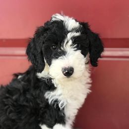 Aussiedoodle and Bernedoodle Puppies from Deer Canyon Family Doodles