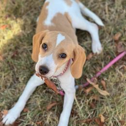 Lyrica - Beagle