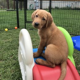 Labrador Retriever Puppies from Mountain Top View Fox Red Labs