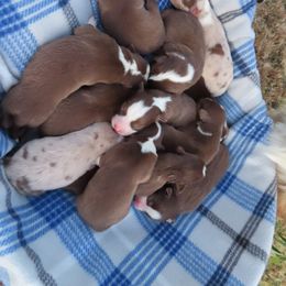Australian Shepherd Puppies from Whippoorwill Aussies