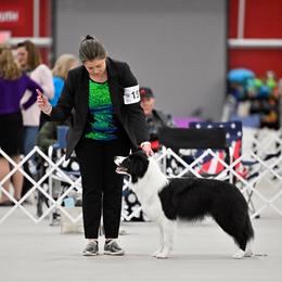 Fly - Border Collie