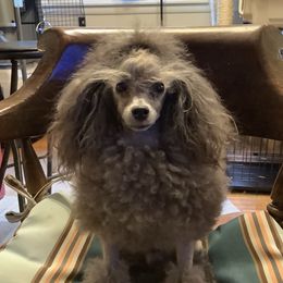 Gnostic - Poodle