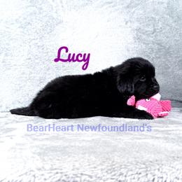 Lucy - Black female Newfoundland puppy in Cortez, Colorado from Bear Heart Newfoundlands, LLC