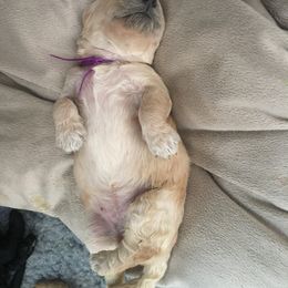 Goldendoodle Puppies from Timpanogos Doodles