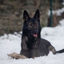 Chelsea - German Shepherd