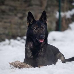 Chelsea - German Shepherd
