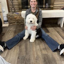 Old English Sheepdog Puppies from Yadah Sheepdogs
