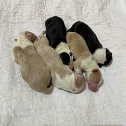 Border Collie Puppies from Dragonfly DGL BC Puppies (Champion Lineage)
