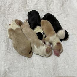 Border Collie Puppies from Dragonfly DGL BC Puppies (Champion Lineage)